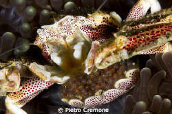A porcelain crab with eggs by Pietro Cremone 
